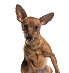 Miniature pinscher dog sitting, cut out