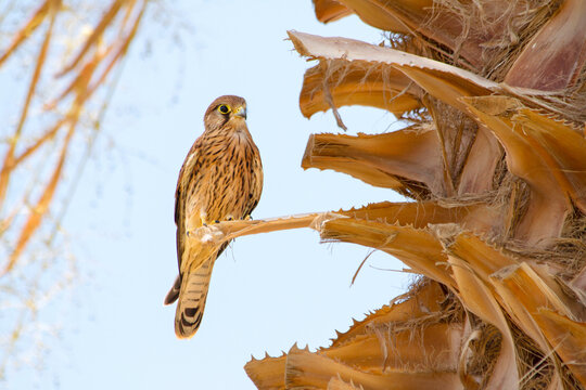 falcon sitting on a palm leaf
