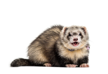 Ferret on white background, studio photography