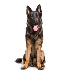 Sitting and panting German Shepherd, Dog cut out