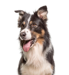 Close-up of a panting Border Collie Dog, cut out