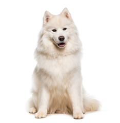 White Samoyed Dog Standing and panting, cut out