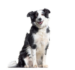 Panting Border Collie dog sitting, cut out