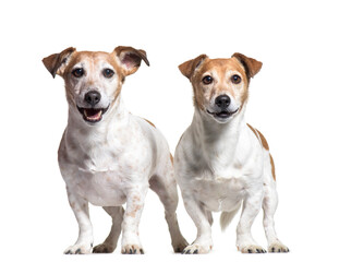 Two Jack russel dogs, standing, cut out