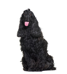 Panting and sitting Cocker Spaniel Dog, cut out