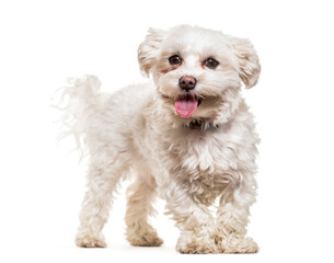 Maltese dog standing and panting, cut out