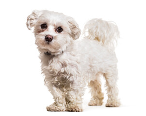 Maltese dog standing, cut out