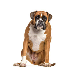 Boxer dog sitting, cut out