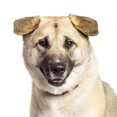 Close-up of akita Inu dog, cut out