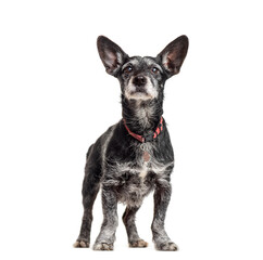 Mixed-breed dog standing, cut out