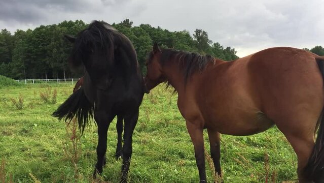 Two beautiful horses in the field