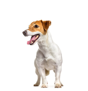 Jack Russell dog standing and panting, cut out