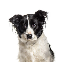Close-up of a border Collie dog, cut out