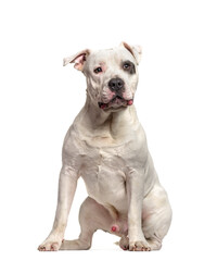 Obraz premium American Staffordshire Terrier dog sitting, cut out