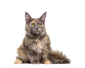 Obraz premium Maine Coon cat sitting, cut out