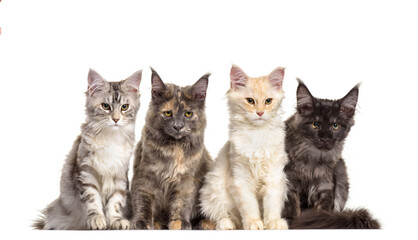 Group of maine Coon cats sitting in a raw, cut out