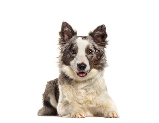 Border Collie dog lying, cut out