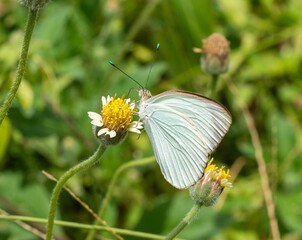 Obraz premium Macro view of an Ascia butterfly standing on the yellow center of a flower