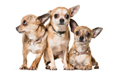 Three chihuahua dogs standing and lying, cut out