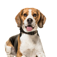Beagle dog lying and panting, cut out - obrazy, fototapety, plakaty