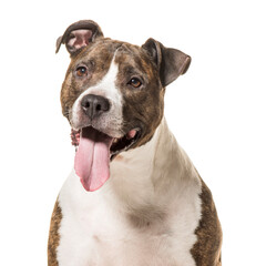 Close-up of american Staffordshire Terrier dog panting, cut out