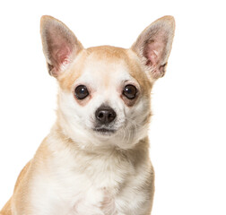 Close-up of chihuahua dog, cut out