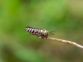 Forest bees are a general term for various species of wild bees that live in natural habitats, such as forests, wilderness and other open lands.
