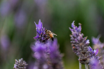 Abelha na lavanda