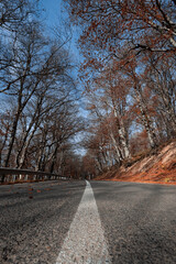 Road through the autumn forest