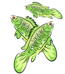 vector illustration of three Anabas testudineus fish