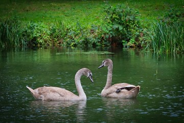 Swans gracefully gliding across the still waters, with lush greenery in the background