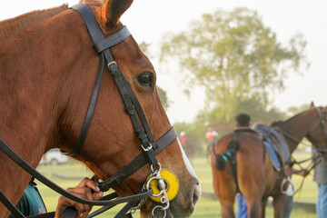 polo horse on the ground