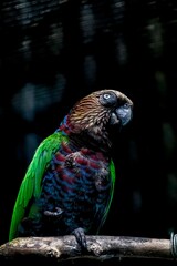 Closeup shot of a red-fan parrot, Deroptyus accipitrinus.