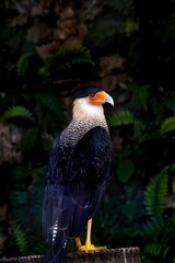 Crested caracara perched against a dark green backdrop.