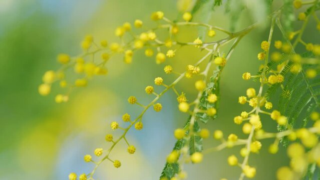 Yellow Fluffy Mimosa Tree Flowers. Symbol Of Womans Day In Sunny Spring Day. Close up.