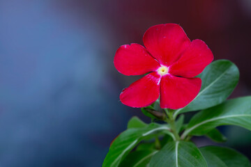 Madagascar periwinkle with red flowers isolated on purple and blue background. Catharanthus roseus.