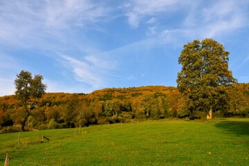 Pasture with trees and a autumn colored forest behind at Rajhenav in Kocevski Rog, Slovenia