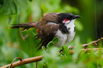 Red Whiskered Bulbul bird perching in natural environment in rainy weather 