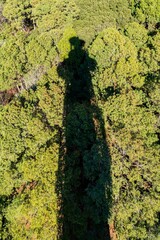Long shadow casted by the Bodie Island Lighthouse on the nearby trees, Nags Head