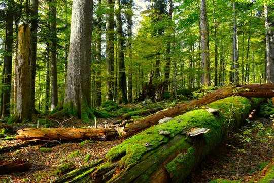 Moss and fungi covered decomposing tree trunk in Rajhenav primeval temperate, mixed broadleaf and conifer forest in Kocevski Rog, Slovenia