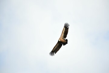 Low angle shot of a brown vulture flying through a clear sky