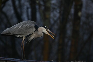 Selective focus shot of a gray heron catching a fish in its beak