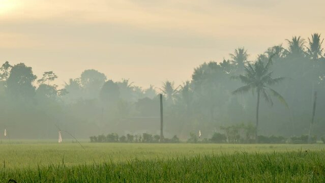 A dewy morning in the rice fields of rural Jember Indonesia with bird repellent hanging and a backdrop of trees and birds passing by