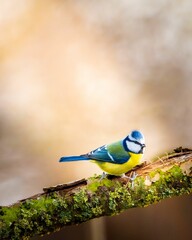 Vertical shot of a European blue tit perched on a tree branch with a blurry background © Wirestock