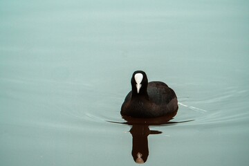 Closeup of a Eurasian Coot swimming on a lake with a blurry background