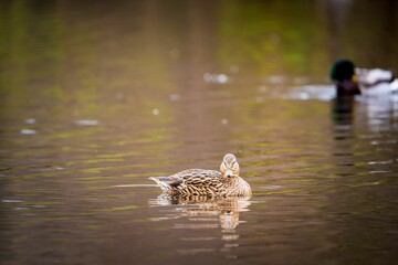 Closeup of a mallard swimming on a lake with a blurry background