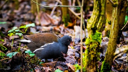 Closeup of a common moorhen perched on the ground with a blurry background