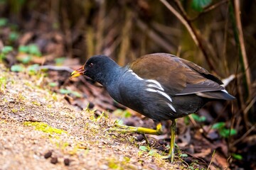 Closeup of a common moorhen perched on the ground with a blurry background