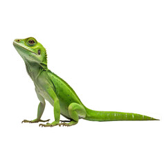 Green lizard on transparent background
