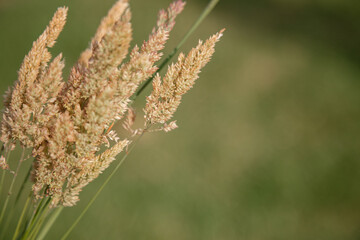 Holcus lanatus - detail of wild plant in green meadow with blurred background.